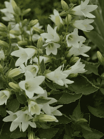 Колокольчик чесночницелистный Snow Dune