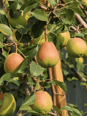 Груша Памяти Яковлева