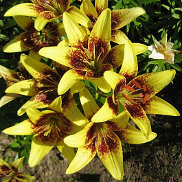 Лилия азиатская Латвия