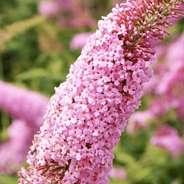 Буддлея давида Pink Panther