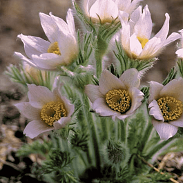 Прострел обыкновенный Perlen Glocke