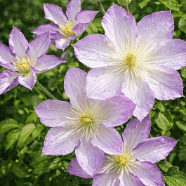 Клематис Lucky charm