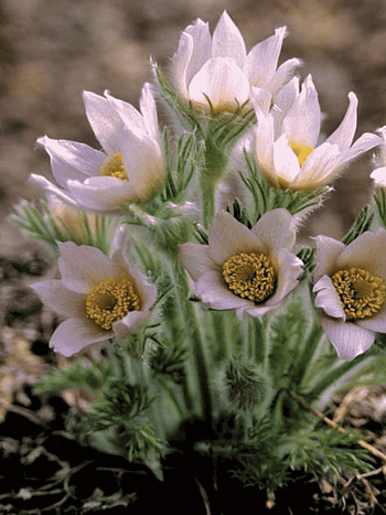 Прострел обыкновенный Perlen Glocke