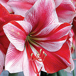 Амариллис простой Гервазе