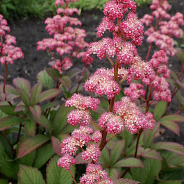 Роджерсия перистая Дарк Покерс