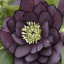 Морозник восточный Double Ellen Purple