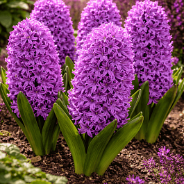 Гиацинт Broadway