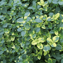 Тимьян лимоннопахнущий Sambesi