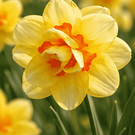 Нарцисс Tahiti