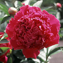 Пион травянистый Феликс Крауссе