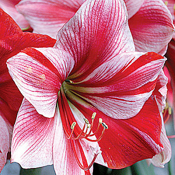 Амариллис простой Гервазе