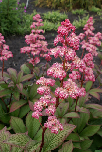Роджерсия перистая Дарк Покерс
