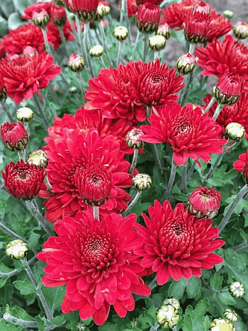 Хризантема корейская Red Velvet