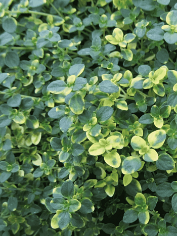 Тимьян лимоннопахнущий Sambesi