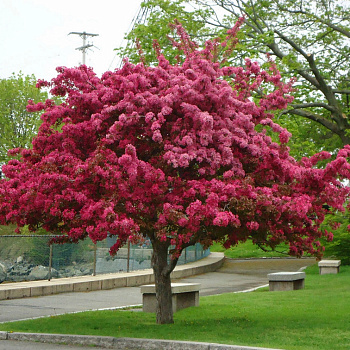 Яблоня декоративная Маковецкого