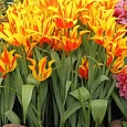 Тюльпан Flaming Bayside
