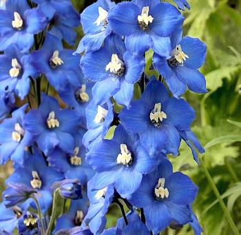 Дельфиниум (живокость) культурный Pacific Giant Blue Bird