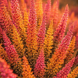 Вереск обыкновенный Firefly