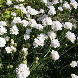 Армерия приморская Альба