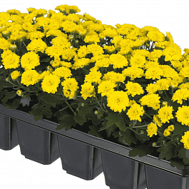 Хризантема мелкоцветковая Baby mum Yellow