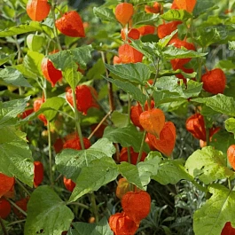 Физалис обыкновенный Franchetii