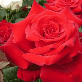 Роза Чайно-гибридная Herz Ass