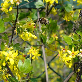 Смородина золотистая