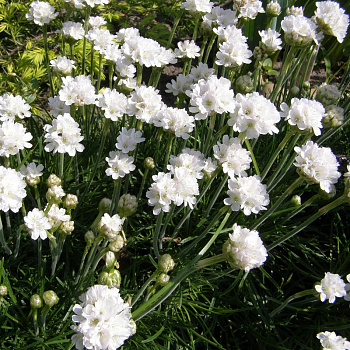 Армерия приморская Альба