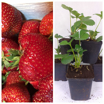 Земляника садовая Кимберли НАБОР 5ШТ