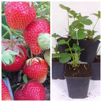 Земляника садовая Кармен НАБОР 5ШТ