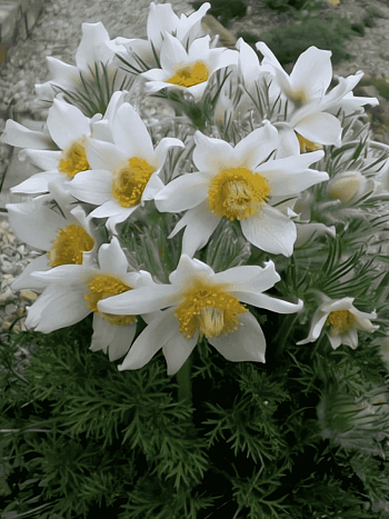 Прострел обыкновенный White Swan