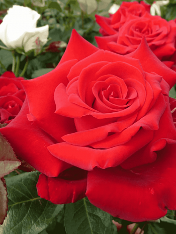 Роза Чайно-гибридная Herz Ass