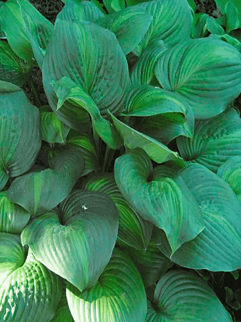 Хоста Avocado