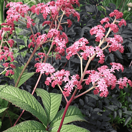 Роджерсия перистая Crug Cardinal