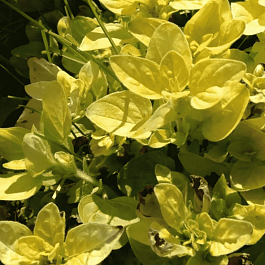 Душица обыкновенная Vitara Gold