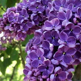 Сирень обыкновенная Леонид Леонов