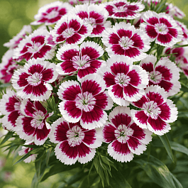 Гвоздика турецкая Red Picotee