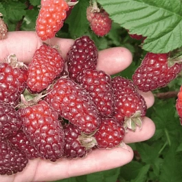 Ежемалина Tayberry