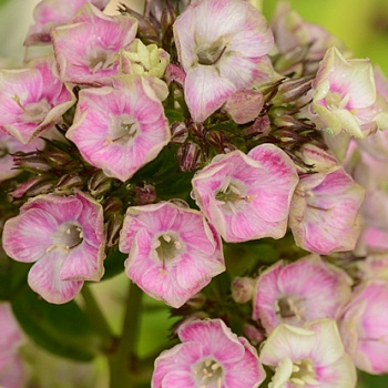 Флокс метельчатый Болд энд Бьютифул