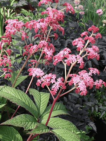 Роджерсия перистая Crug Cardinal