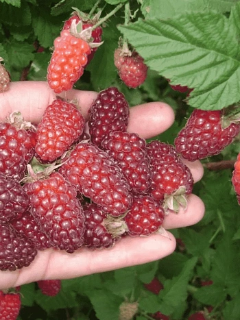 Ежемалина Tayberry