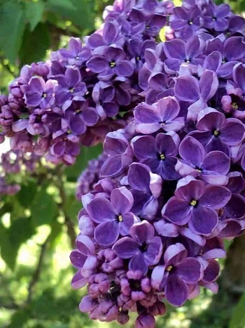 Сирень обыкновенная Леонид Леонов