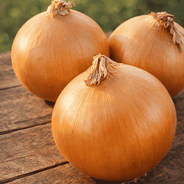 Лук-севок Радар