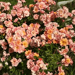 Роза Флорибунда Jazzz