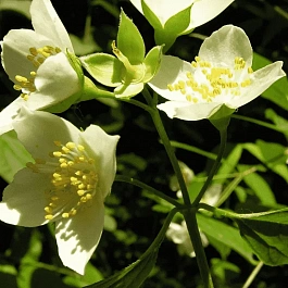 Чубушник Магдалины