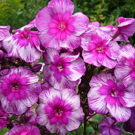 Флокс метельчатый Дракон Флокс метельчатый Дракон