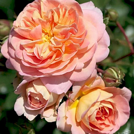 Роза парковая Концерто 94