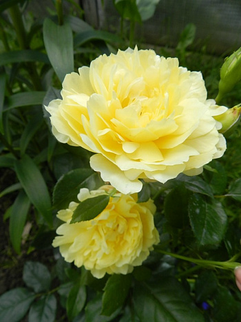 Роза флорибунда Раффлс Сплендид Раффлс