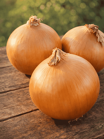 Лук-севок Радар