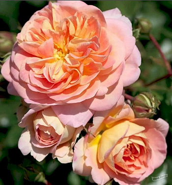 Роза парковая Концерто 94